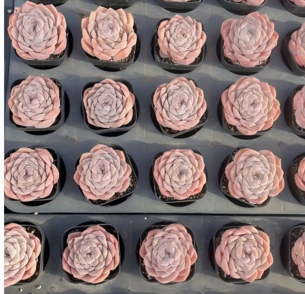 Echeveria Nova Jenny Soil Song