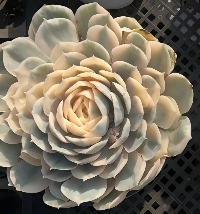 Variegated Echeveria rosette with cream center and gray-green outer leaves