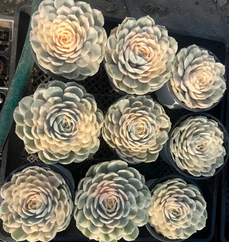 Variegated Echeveria rosettes collection with cream and gray-green leaves