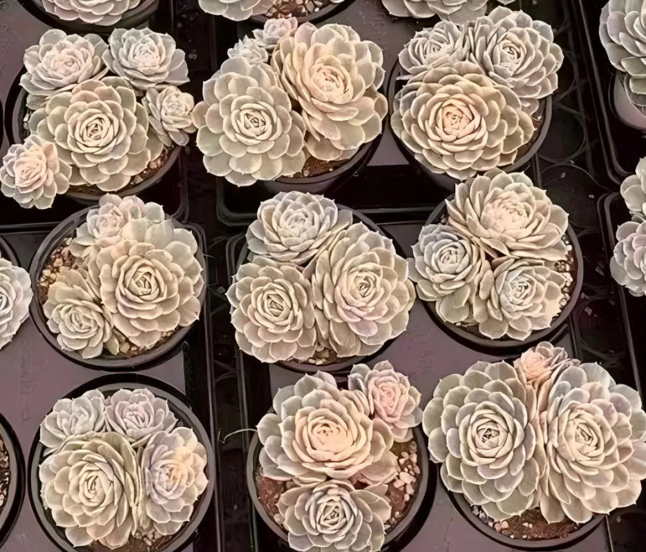 Echeveria Onsno Variegata Cluster Soil Song