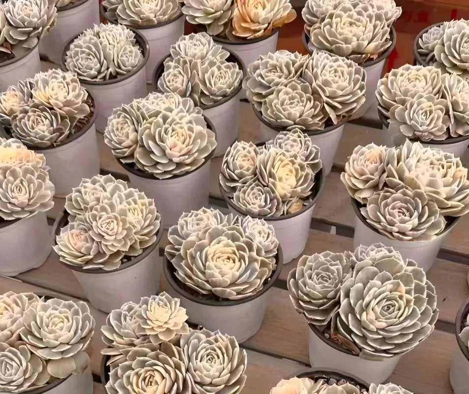 Echeveria Onsno Variegata Cluster Soil Song