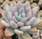Echeveria Opalina variegata rosette with pale purple, cream, and light green fleshy leaves