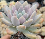 Echeveria Opalina Variegata Soil Song