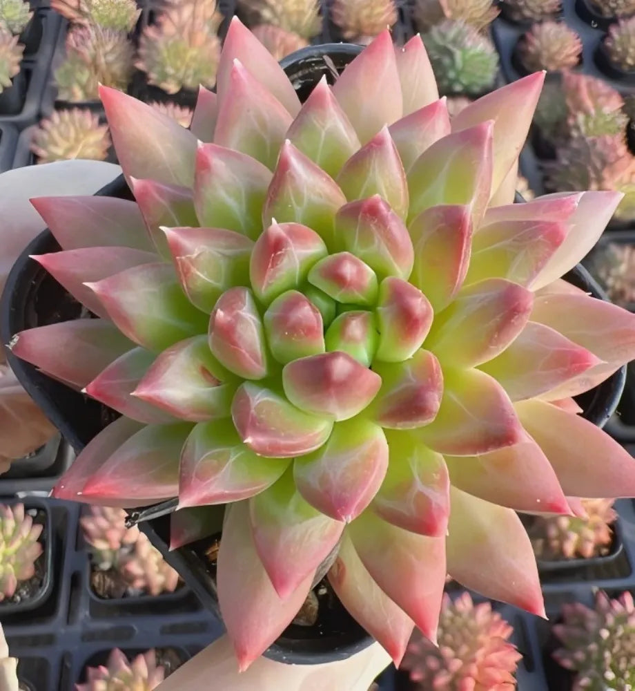 Echeveria Oracle Script Soil Song