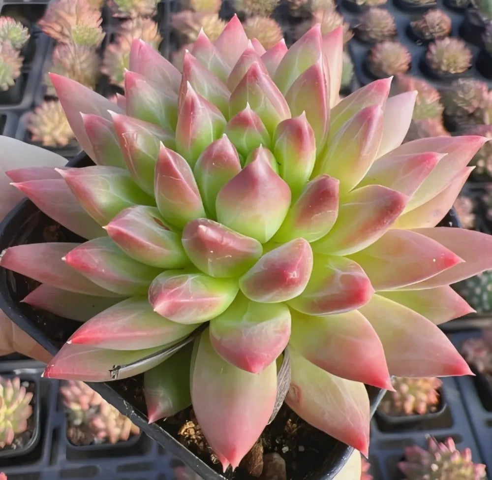 Echeveria Oracle Script Soil Song