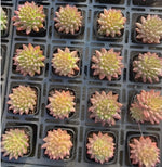 Echeveria Oracle Script Soil Song
