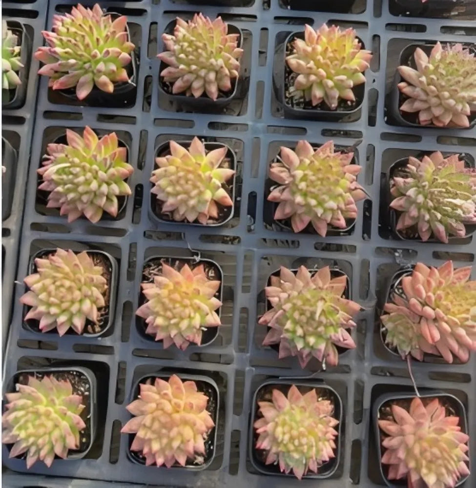 Echeveria Oracle Script Soil Song