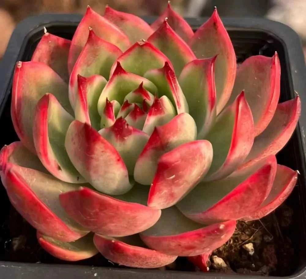 Succulent rosette with green leaves and red-pink tips in a planting tray