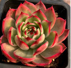 Succulent rosette with green center and red-pink outer leaves, shown in tray