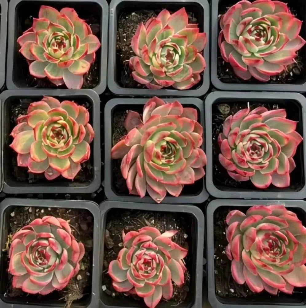 Set of succulent rosettes with green leaves and red-pink variegation in square trays