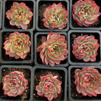 Set of succulent rosettes with green leaves and red-pink variegation in square trays