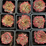 Echeveria Peach Blossom Variegata Soil Song