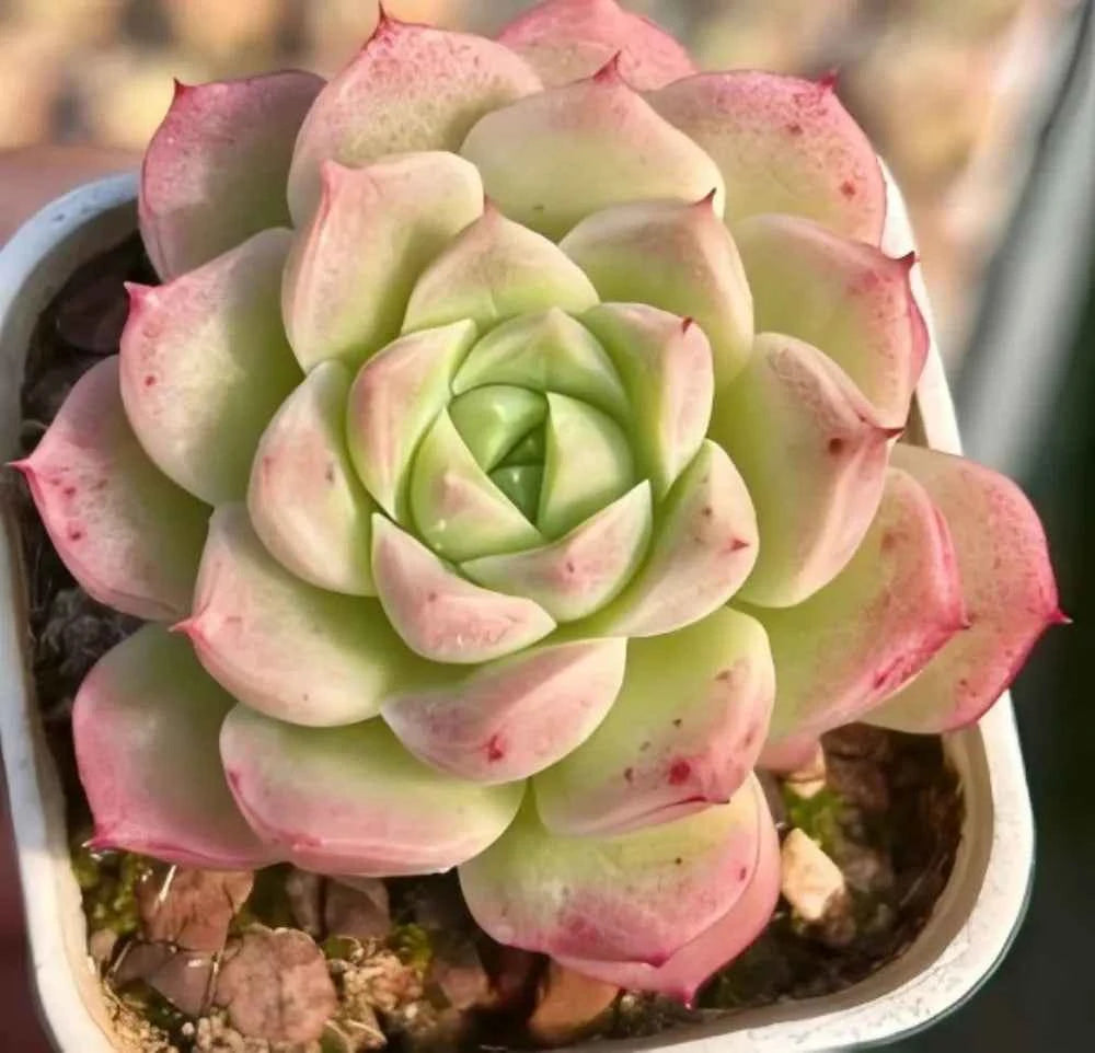 Echeveria succulent rosette with pale green leaves and pink-blushed tips in a pot
