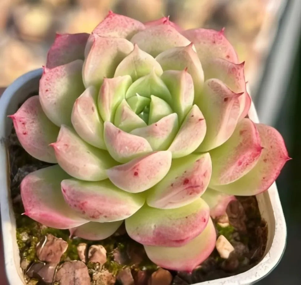 Echeveria Peach Queen Soil Song