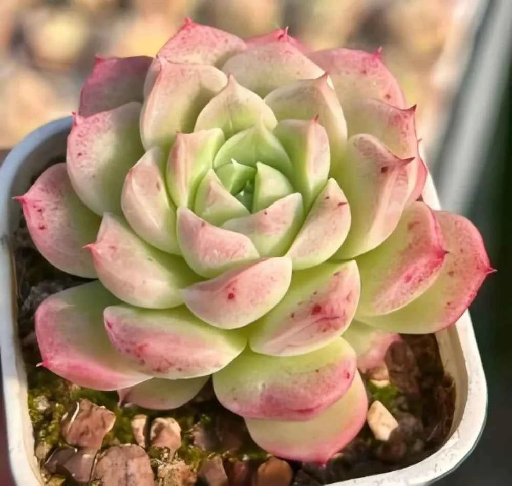 Echeveria succulent rosette with pale green leaves and pink-edged outer leaves in a pot