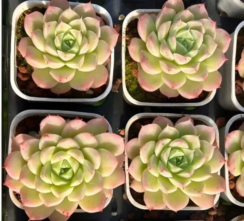 Multiple potted Echeveria succulent rosettes with pale green leaves and pink-blushed tips