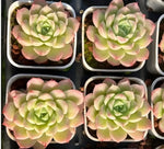 Echeveria Peach Queen Soil Song
