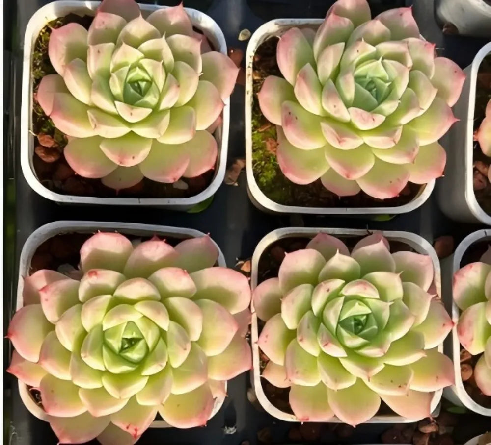 Echeveria Peach Queen Soil Song