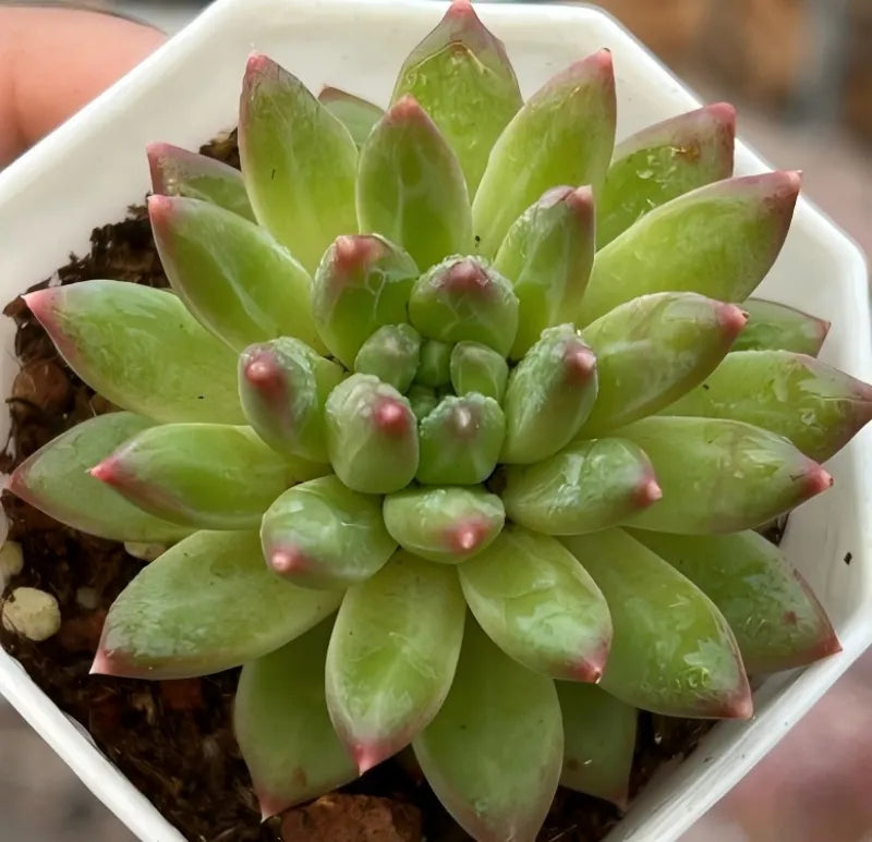 Green rosette succulent with thick pointed leaves and pink-red tips in a white pot
