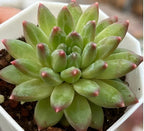 Green rosette succulent with layered pointed leaves and pink-red tips in a white pot