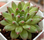 Echeveria Phantom Beauty Soil Song
