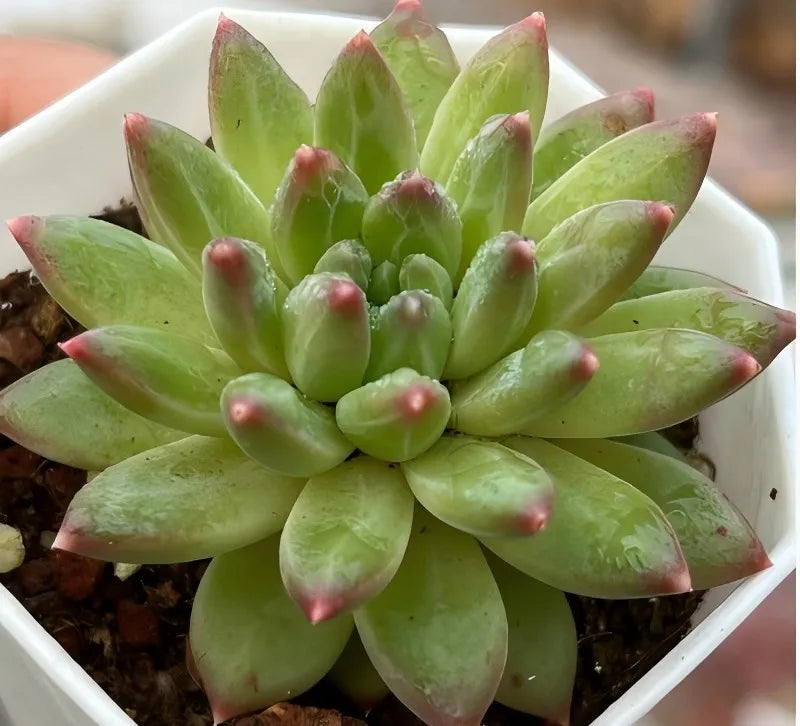 Echeveria Phantom Beauty Soil Song