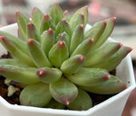 Echeveria Phantom Beauty Soil Song