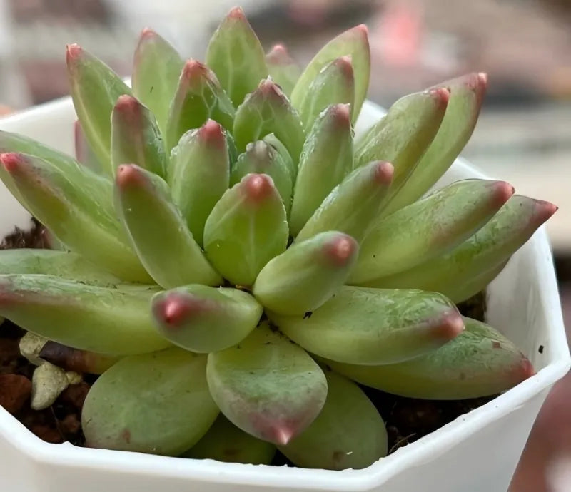 Echeveria Phantom Beauty Soil Song