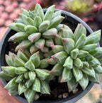 Echeveria succulent cluster in a dark pot, pale green rosette leaves
