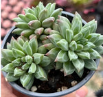 Echeveria Phantom Beauty Cluster Soil Song