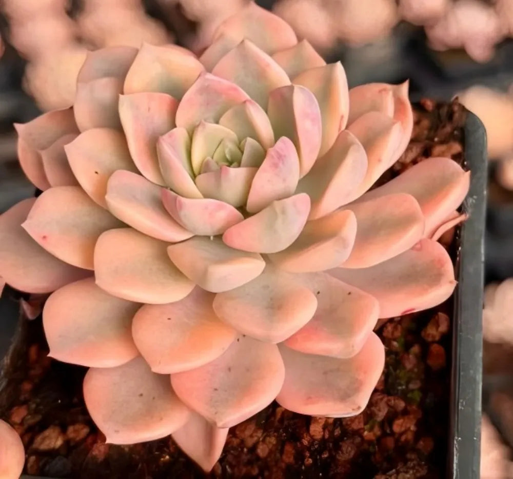 Echeveria rosette succulent with peach-pink leaves, pale center, and pink tips