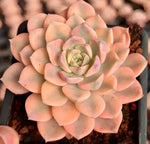 Echeveria Pink Beauty Variegata Soil Song