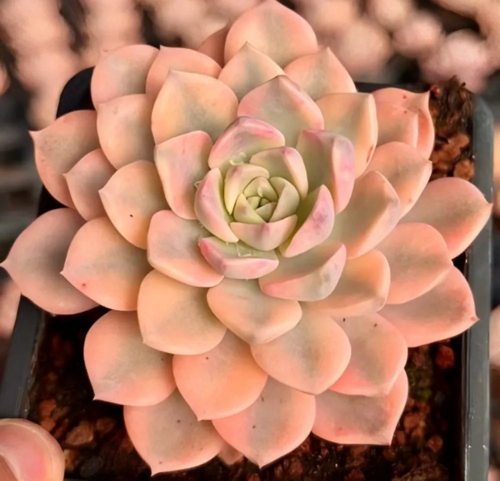 Echeveria Pink Beauty Variegata Soil Song