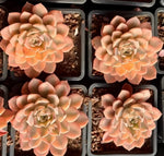 Echeveria Pink Beauty Variegata Soil Song