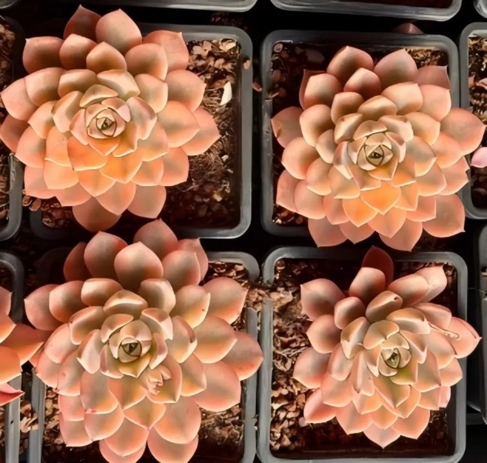 Echeveria Pink Beauty Variegata Soil Song