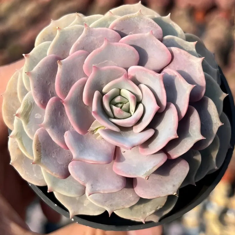 Echeveria Pink Butterfly Soil Song