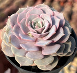 Echeveria Pink Butterfly Soil Song