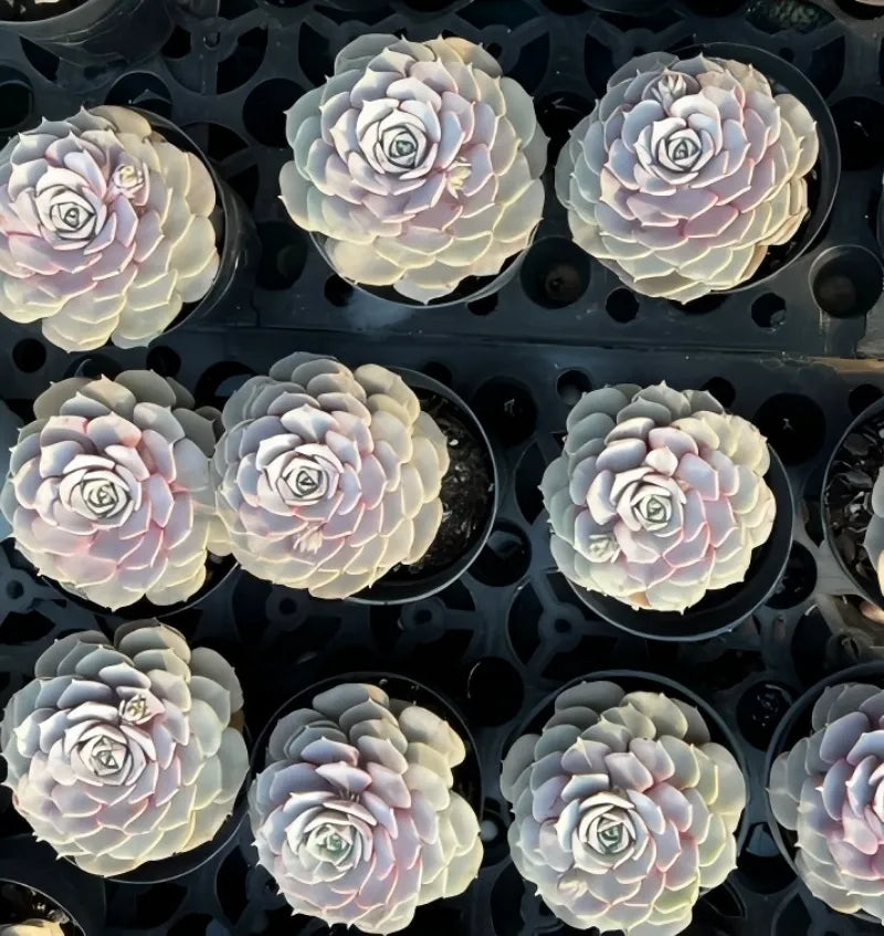 Echeveria Pink Butterfly Soil Song