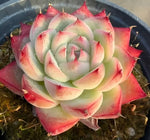 Echeveria Pink Crystal Soil Song