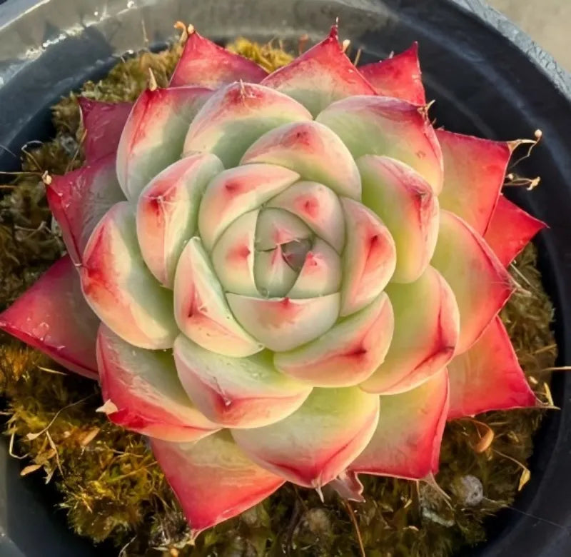 Echeveria Pink Crystal succulent rosette, pink-red and pale green layered leaves