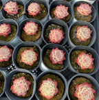 Echeveria Pink Crystal succulents in trays, multiple pink-red and pale green rosettes