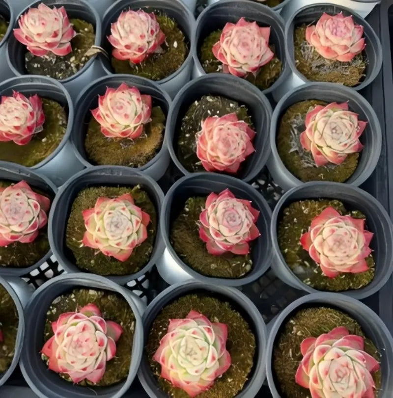 Echeveria Pink Crystal Soil Song