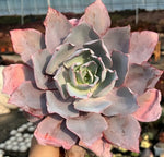 Echeveria Pinky Soil Song