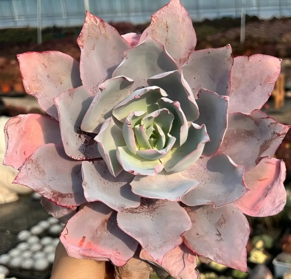 Echeveria Pinky Soil Song