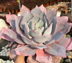 Echeveria Pinky Soil Song
