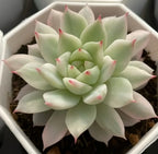Variegated echeveria succulent rosette, pale green leaves with pink tips, red speckles
