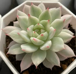 Echeveria Prisma Variegata Soil Song