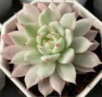 Variegated echeveria succulent rosette, pale green leaves with soft pink edges and red dots