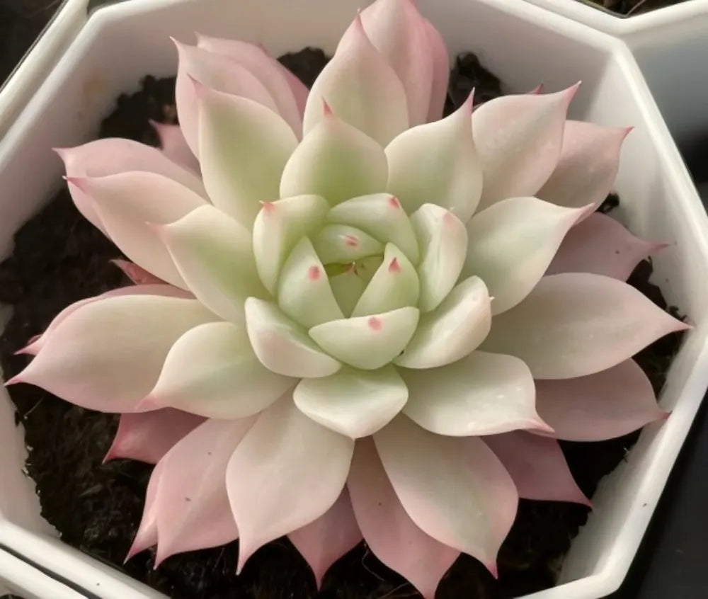 Variegated echeveria rosette, cream center with light pink outer leaves and red specks