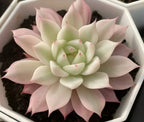 Variegated echeveria rosette, cream center with light pink outer leaves and red specks